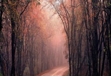 开云体育2026-年度焦点之战，当国王摘下玫瑰，开拓者时代悄然落幕